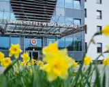 Wiosna kwitnie przed Uniwersytetem w Białymstoku. Wśród żółtych żonkili widać wejście do rektoratu, gdzie studenci psychologii w Białymstoku rozpoczynają swoją ścieżkę rozwoju.