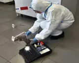 Ekspert w białym kombinezonie pobiera próbki z plamy krwi. To praca dla specjalistów od chemii kryminalistycznej.