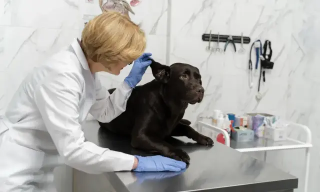 Weterynarz bada ucho psa. Zastanawiasz się, ile zarabia weterynarz?